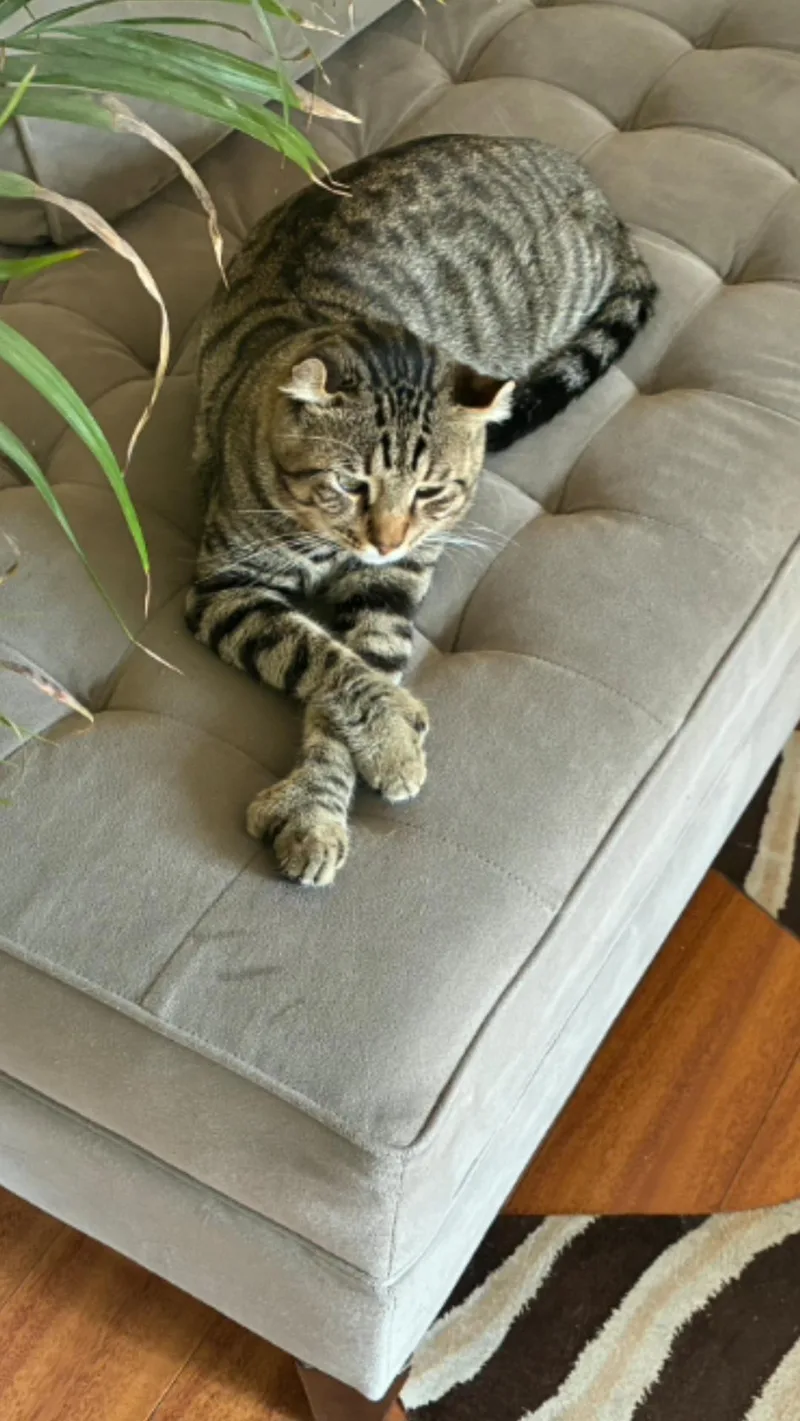 An adult large-sized male American Curl cat named Rocky for adoption in Woodland Hills, CA