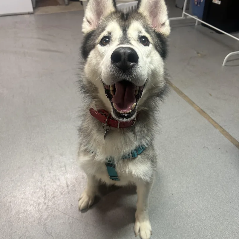 Wooder Ice thumbnail 2