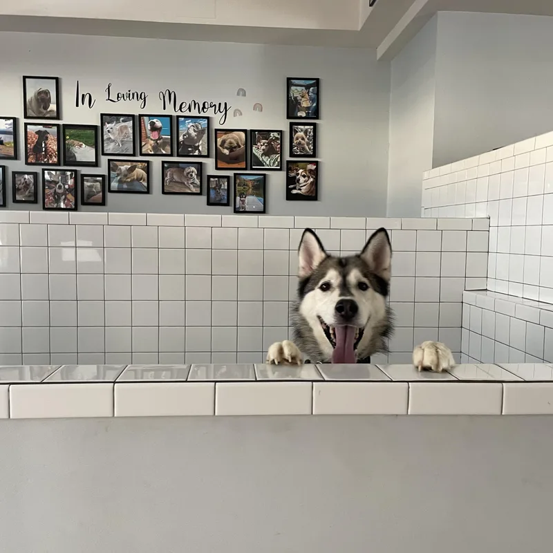 Wooder Ice thumbnail 3