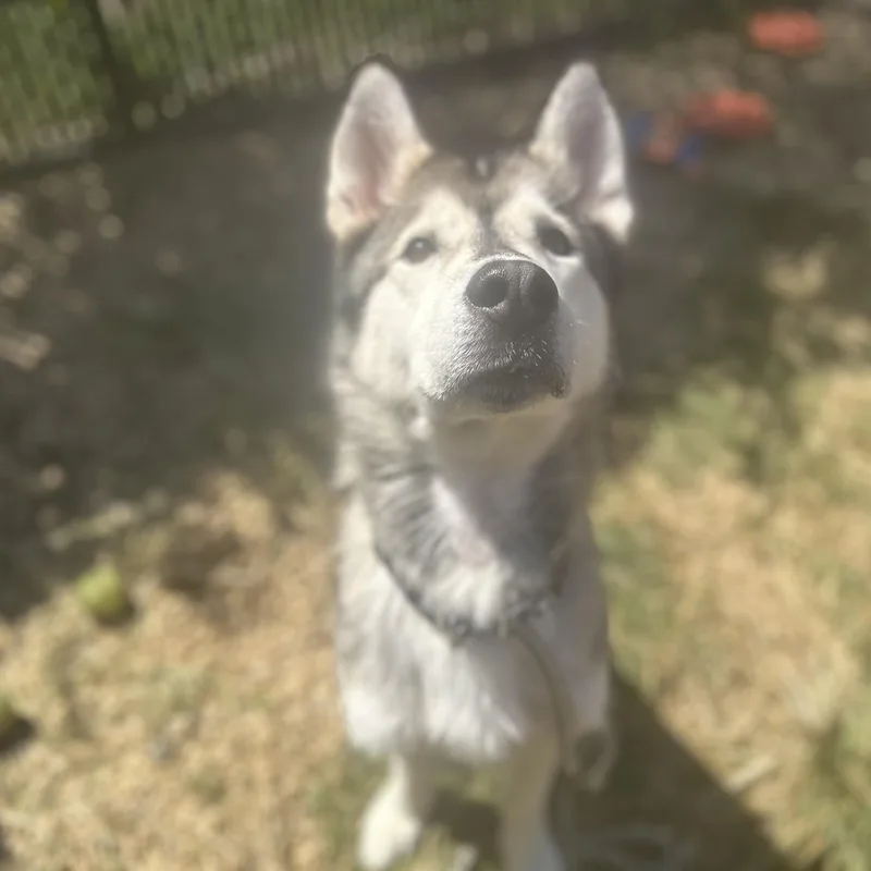 Wooder Ice thumbnail 4