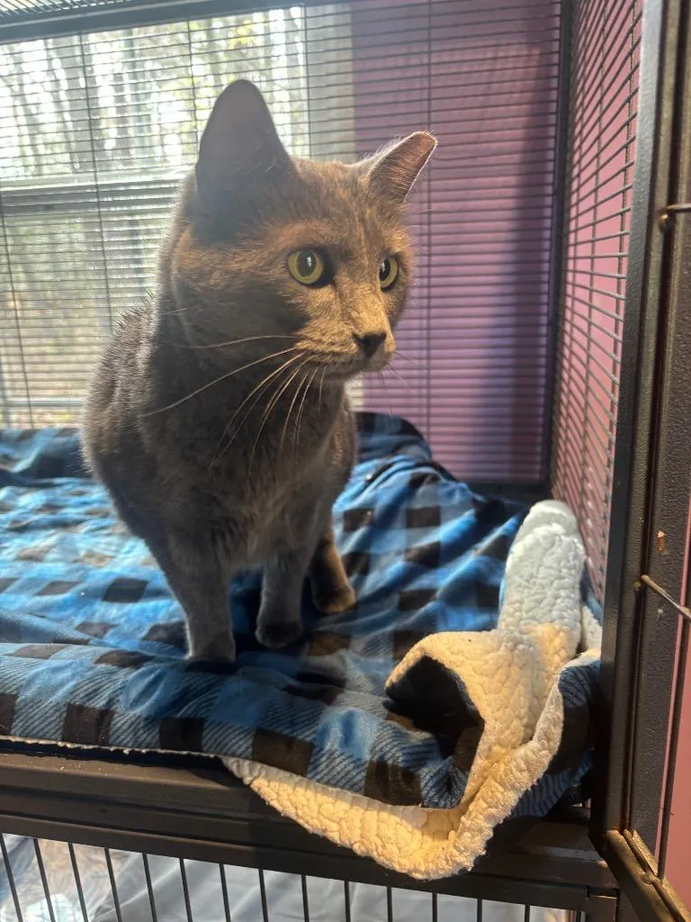 A young medium-sized female Domestic Short Hair cat named Sylvie for adoption in Cambridge, MD