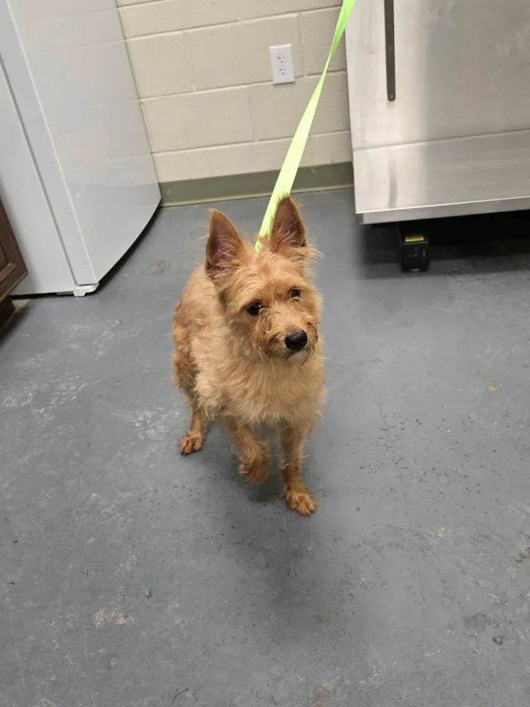 An adult medium-sized female Terrier dog named 2026-07-076 for adoption in Winder, GA