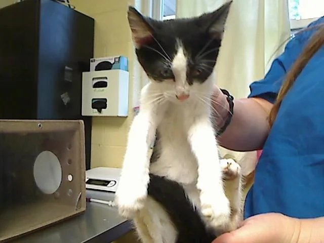 A baby medium-sized female Domestic Short Hair cat named Nacho for adoption in Cookeville, TN