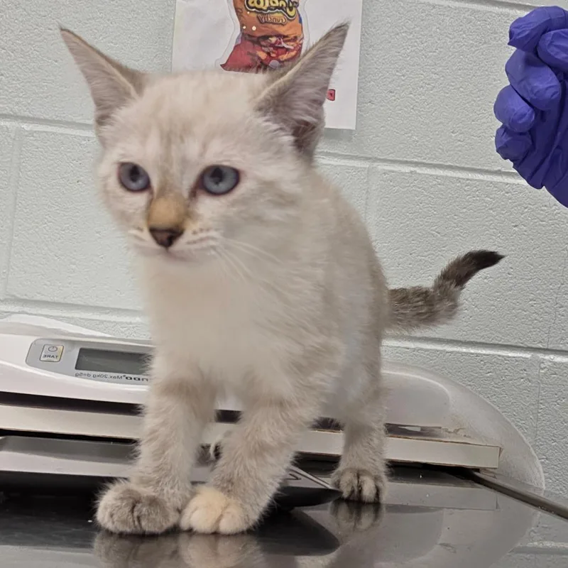 A baby small-sized female White Domestic Short Hair cat named Barbie for adoption in Chattanooga, TN