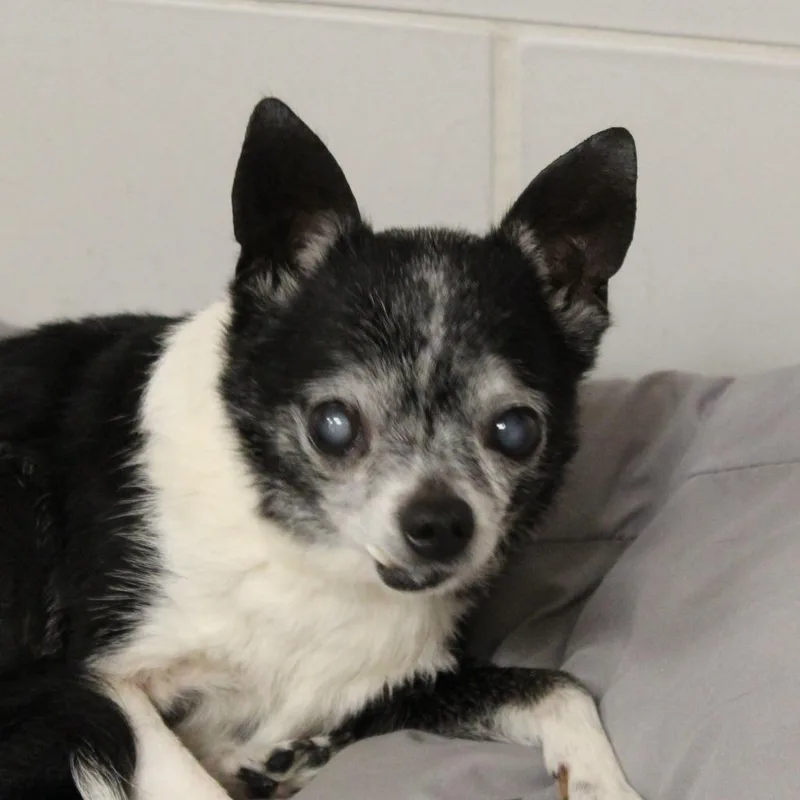 A senior small-sized female Black Chihuahua dog named Sophie for adoption in Gloucester, VA