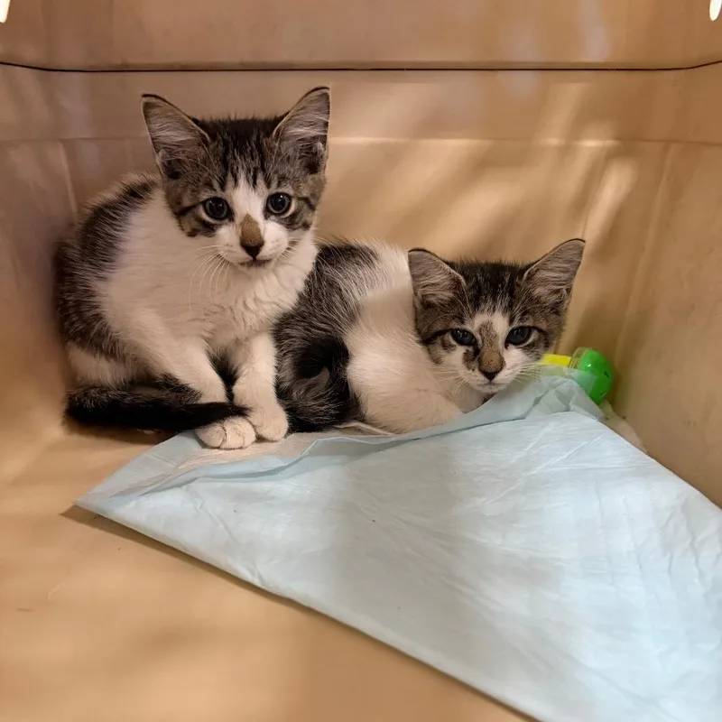 A baby small-sized female Brown / Chocolate Domestic Short Hair cat named Marinette for adoption in West Palm Beach, FL
