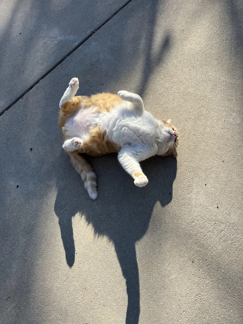 An adult large-sized male Domestic Short Hair cat named Cheesecurd for adoption in West Milwaukee, WI