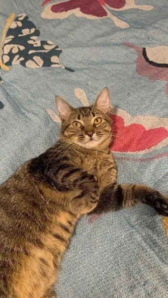 A young medium-sized male Domestic Short Hair cat named Teddy Bear for adoption in St. Cloud, FL
