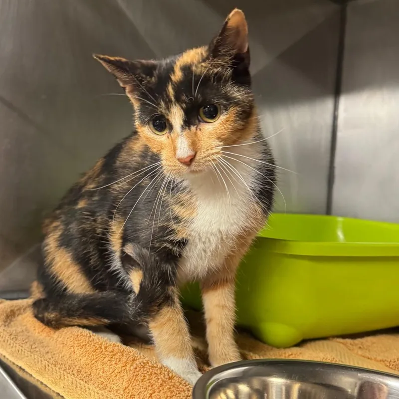 A young medium-sized female Calico Domestic Short Hair cat named Fran for adoption in Edwardsville, IL