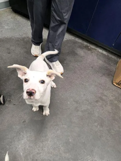 A young small-sized male Hound dog named B Chomper for adoption in North Charleston, SC