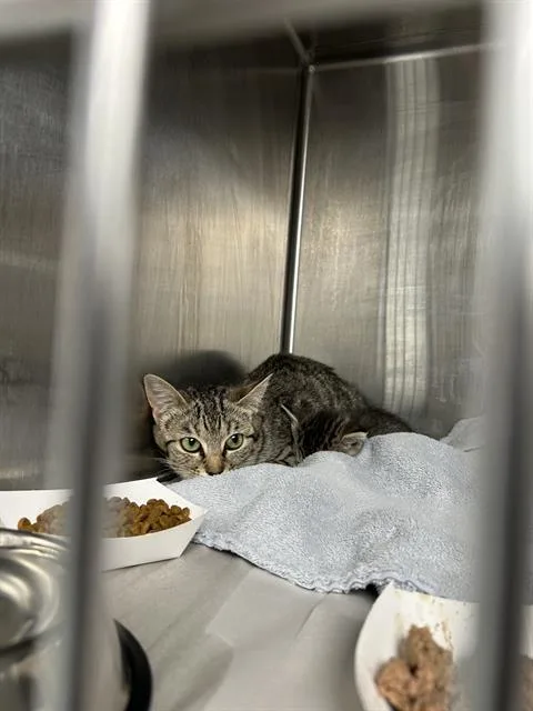 A young medium-sized female Domestic Short Hair cat named Mitsy for adoption in Charlotte, NC