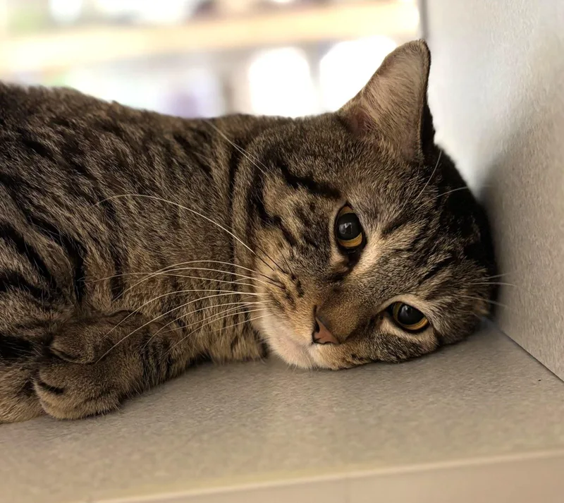 An adult medium-sized male Domestic Short Hair cat named Basin for adoption in Iowa City, IA