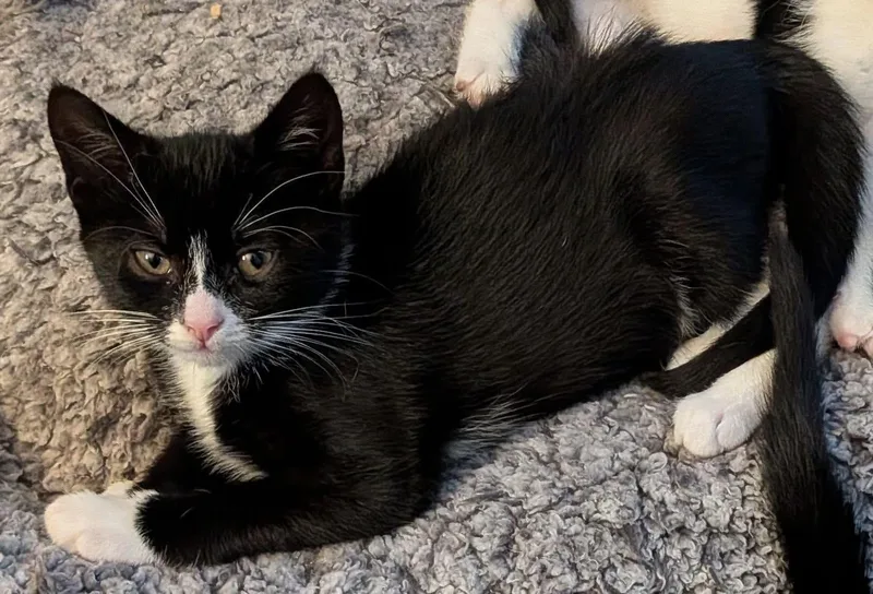 A baby medium-sized female Black & White / Tuxedo Domestic Short Hair cat named Rainicorn for adoption in Breinigsville, PA