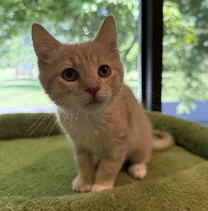 A young small-sized female Orange / Red Domestic Short Hair cat named Emmental for adoption in Midland, VA