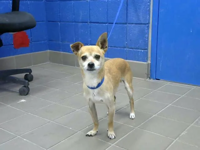 An adult medium-sized male Chihuahua dog named Coco for adoption in Albuquerque, NM