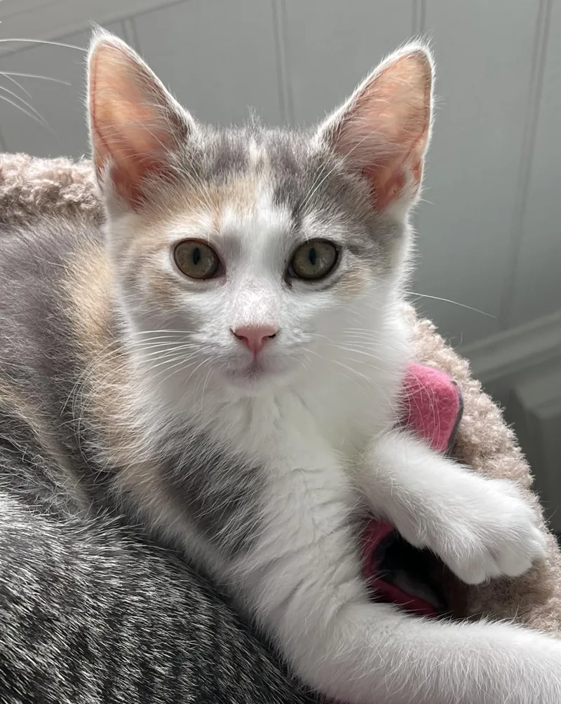 A baby medium-sized female Dilute Calico cat named Charlotte for adoption in Culpeper, VA
