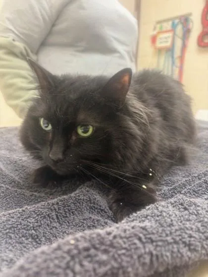 An adult medium-sized male Domestic Long Hair cat named Spirit for adoption in Westland, MI