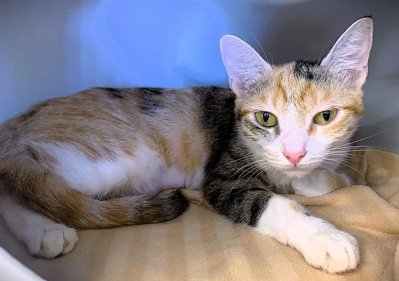 An adult medium-sized female Domestic Short Hair cat named Whoopsie Boopsie for adoption in Seal Beach, CA