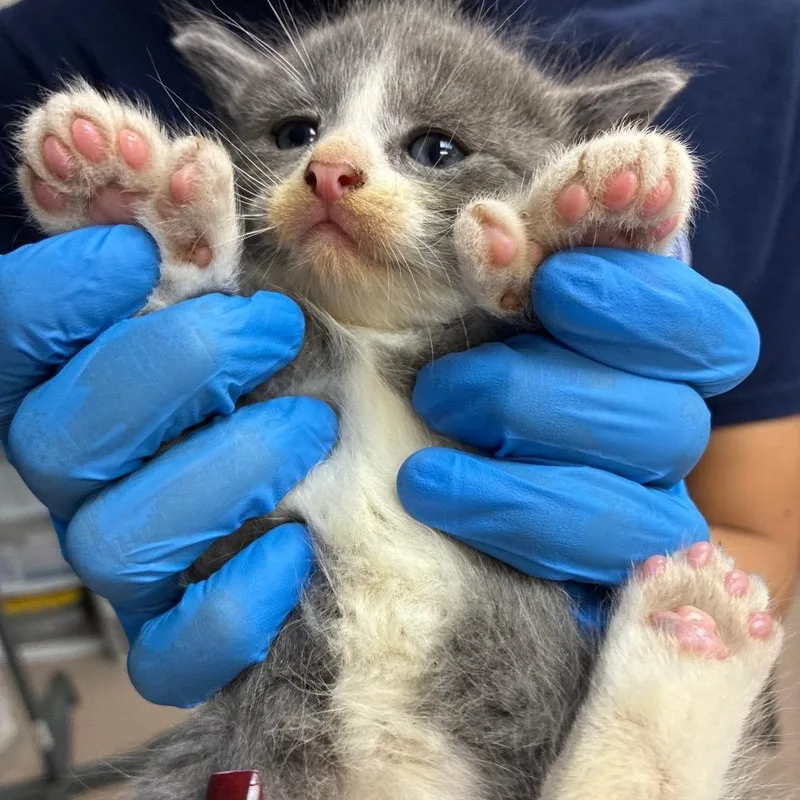 A baby small-sized male Domestic Medium Hair cat named Thumbillion for adoption in Newark, NJ