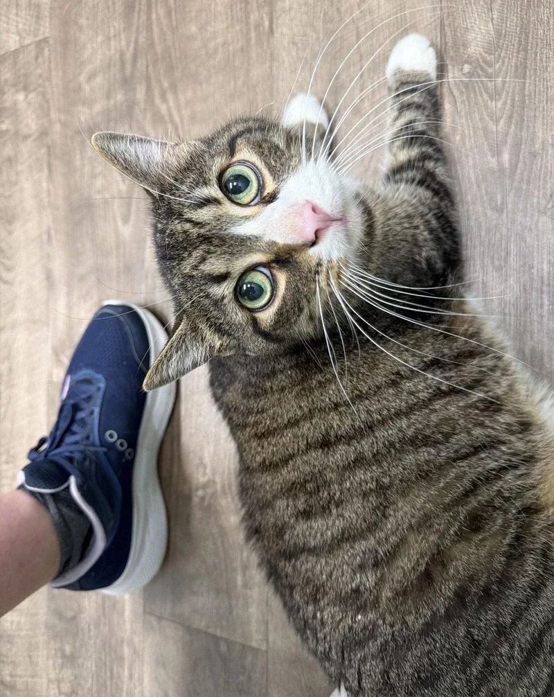 A senior medium-sized male Domestic Short Hair cat named Marius for adoption in Wheaton, IL