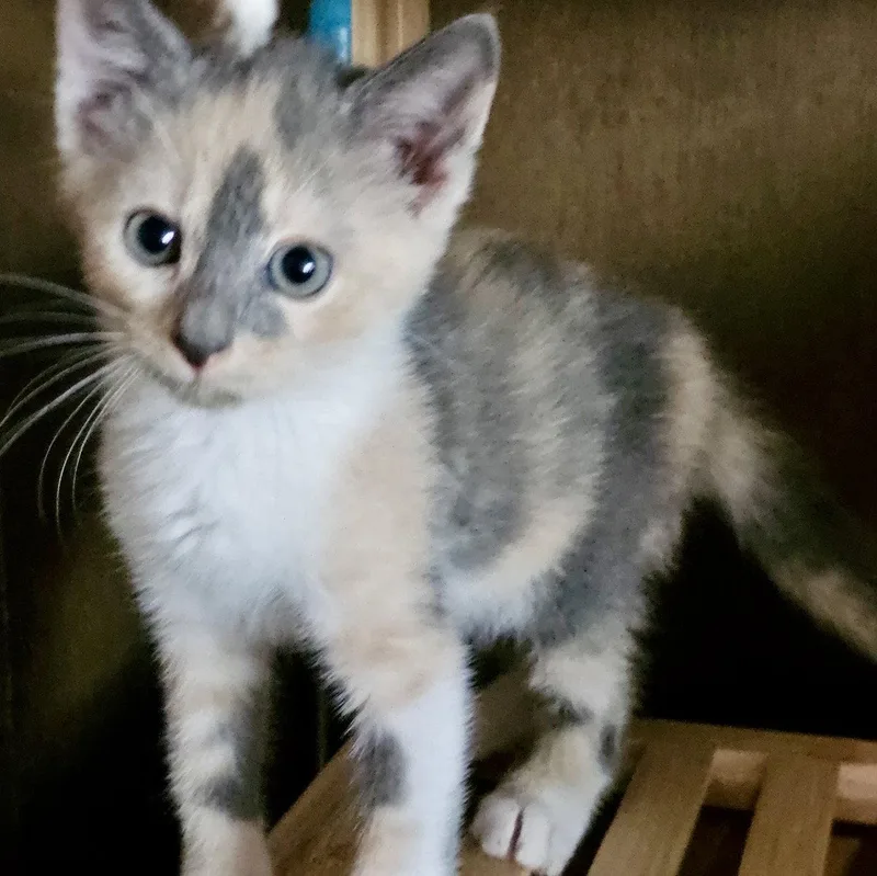 Nova