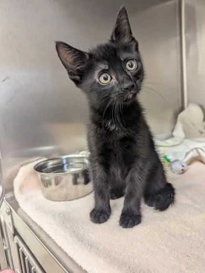 A baby small-sized male Domestic Short Hair cat named Shrimp for adoption in West Chester, PA