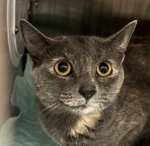 A young medium-sized female Domestic Short Hair cat named Julissa for adoption in Ridgewood, NY