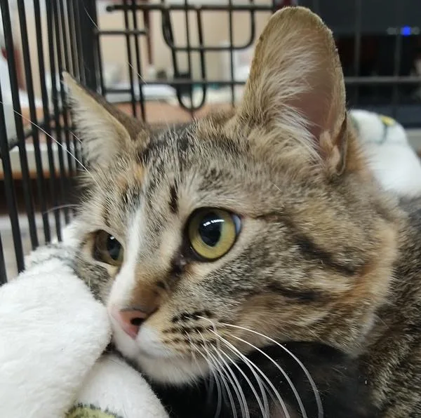 An adult small-sized female Domestic Short Hair cat named Papaya for adoption in Pocatello, ID