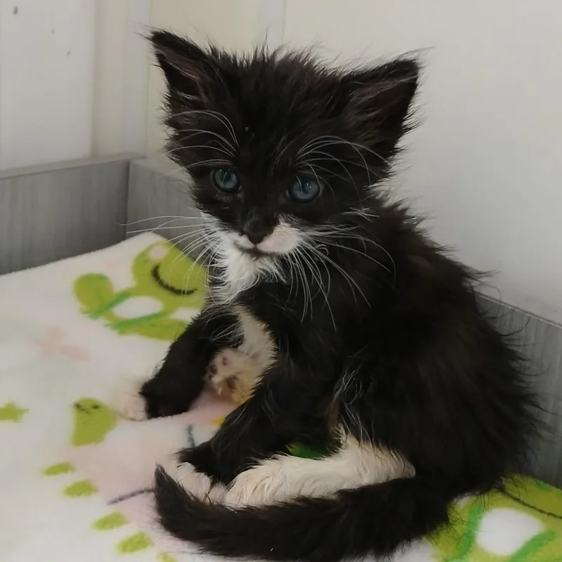 A baby small-sized male Black Domestic Short Hair cat named Philly for adoption in Kanab, UT