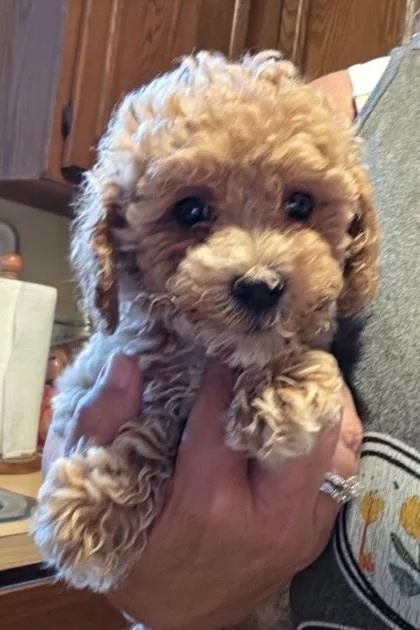 A baby small-sized female Bichon Frise dog named Blair for adoption in Kinzers , PA