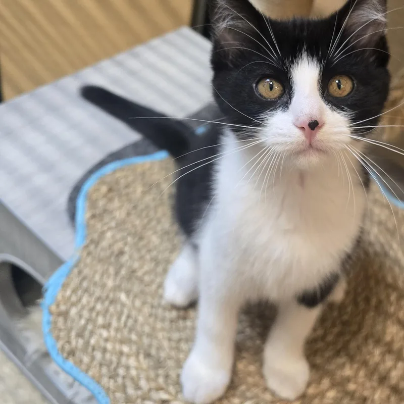 A baby medium-sized male Black & White / Tuxedo Tuxedo cat named Himmel for adoption in Warr Acres, OK