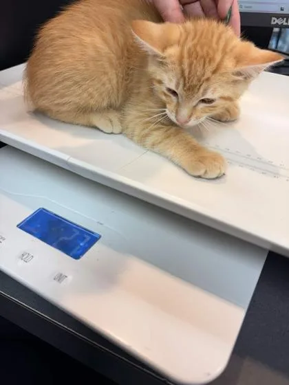 A baby small-sized male Domestic Short Hair cat named Olympic for adoption in Memphis, TN
