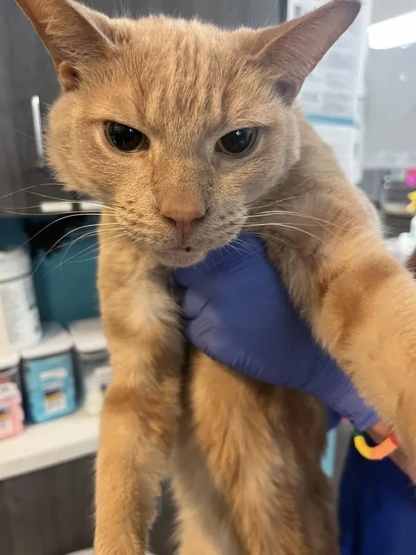 An adult medium-sized male Domestic Short Hair cat named Topper for adoption in Escondido, CA