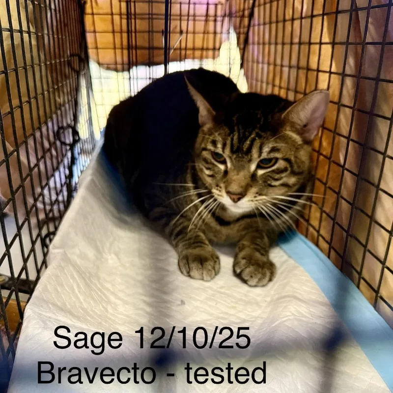 A young large-sized male Brown / Chocolate Domestic Short Hair cat named Sage for adoption in Tulsa, OK