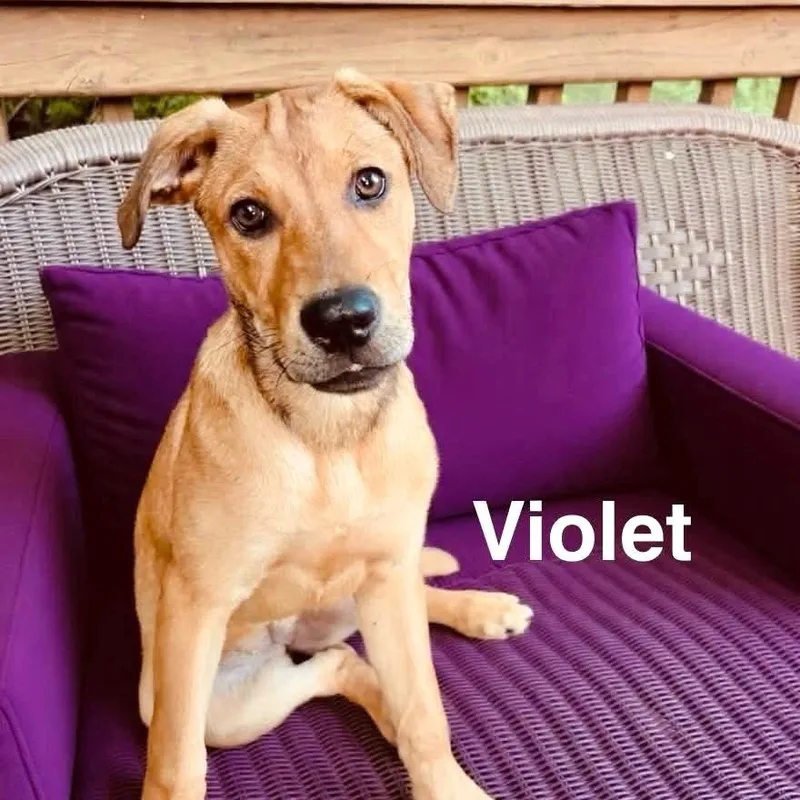 Violet thumbnail 5