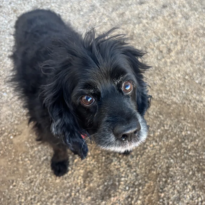 An adult small-sized male Cocker Spaniel dog named Chai for adoption in Phoenix, AZ