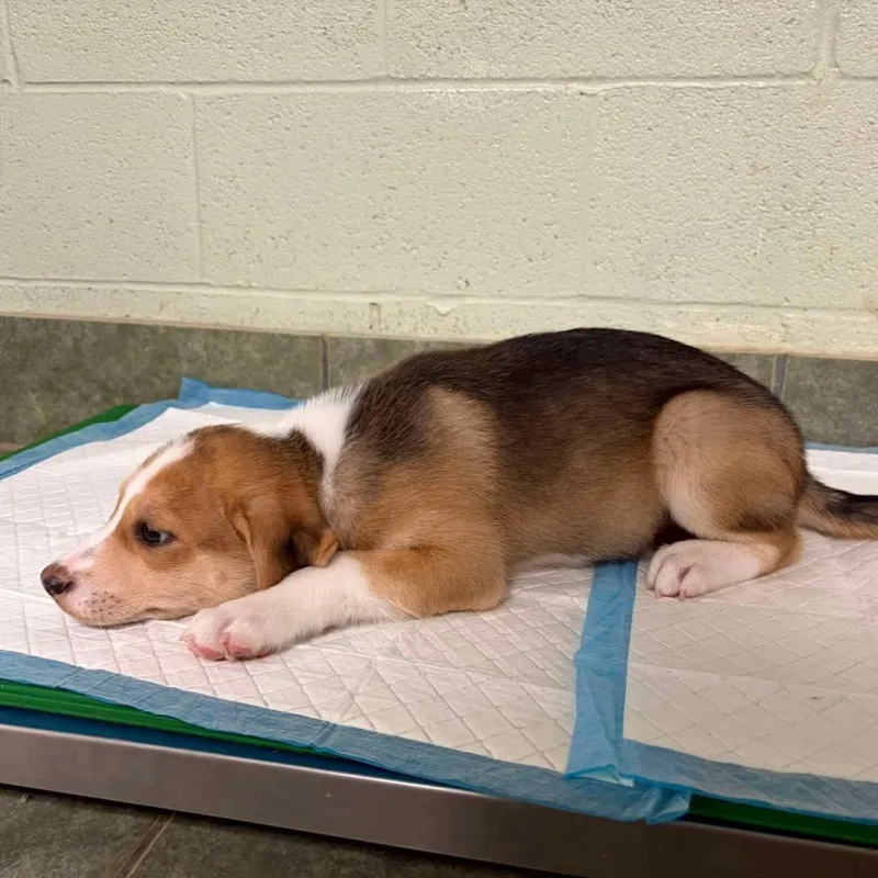 A baby small-sized male Red / Chestnut / Orange Mixed Breed dog named Ketchup for adoption in Oxford, ME