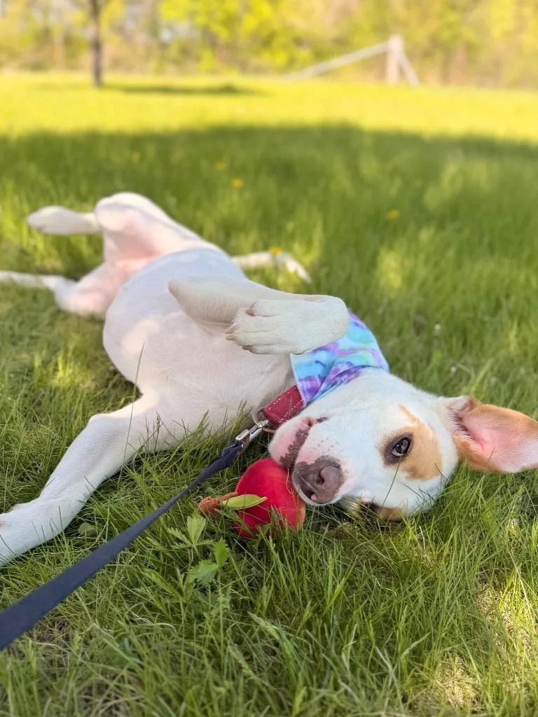 A young medium-sized female Mixed Breed dog named Nezuko for adoption in Menomonie, WI