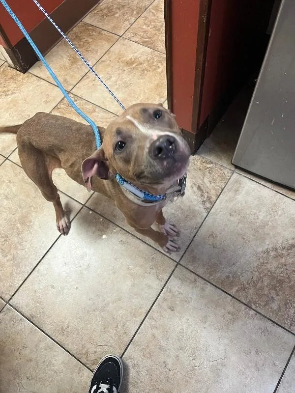 An adult medium-sized female Yellow / Tan / Blond / Fawn Mixed Breed dog named Martha Speaks for adoption in Cincinnati, OH