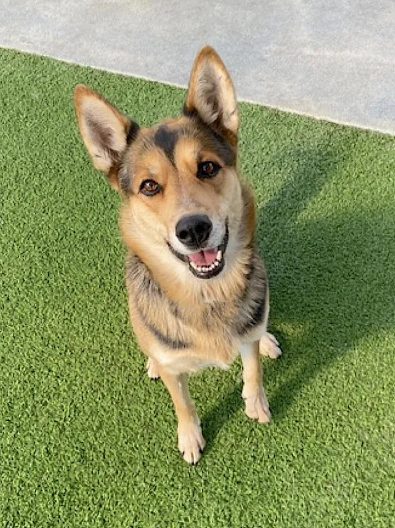 An adult medium-sized female Black German Shepherd Dog dog named Tori for adoption in Amherst, MA