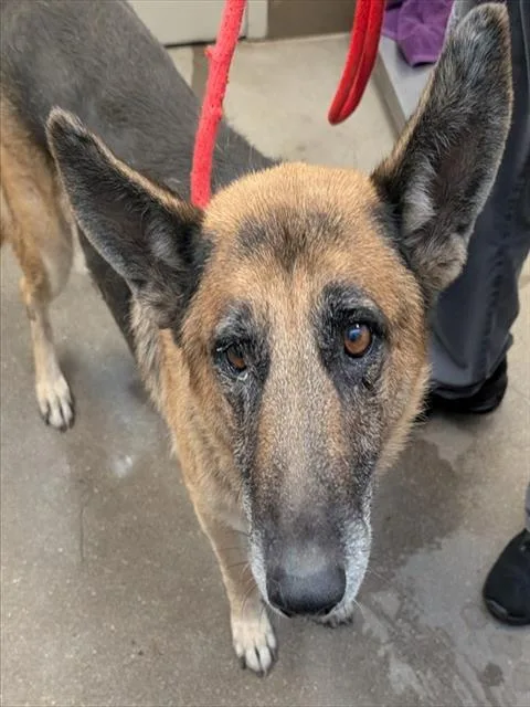 An adult large-sized male German Shepherd Dog dog named Novio for adoption in Tucson, AZ