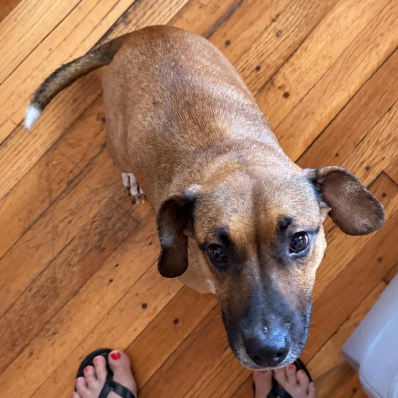 An adult medium-sized female Brown / Chocolate Beagle dog named Maude for adoption in New Orleans, LA