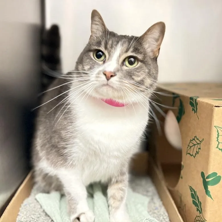 An adult medium-sized female Gray / Blue / Silver Domestic Short Hair cat named Luna for adoption in Saint Louis, MO