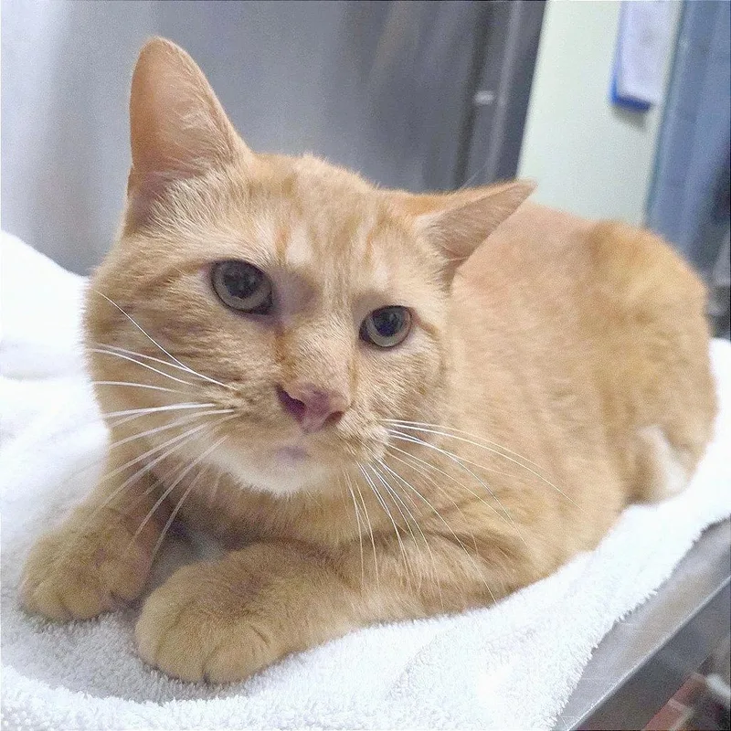 An adult extra large-sized male Domestic Short Hair cat named Savick for adoption in Providence, RI