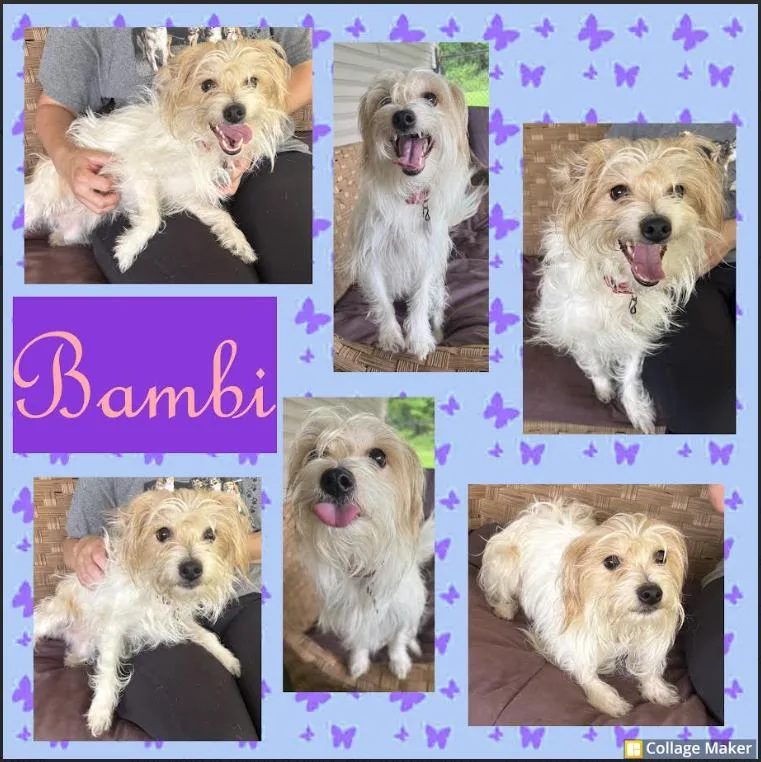 An adult small-sized female Apricot / Beige Mixed Breed dog named Bambi for adoption in Clearfield, PA