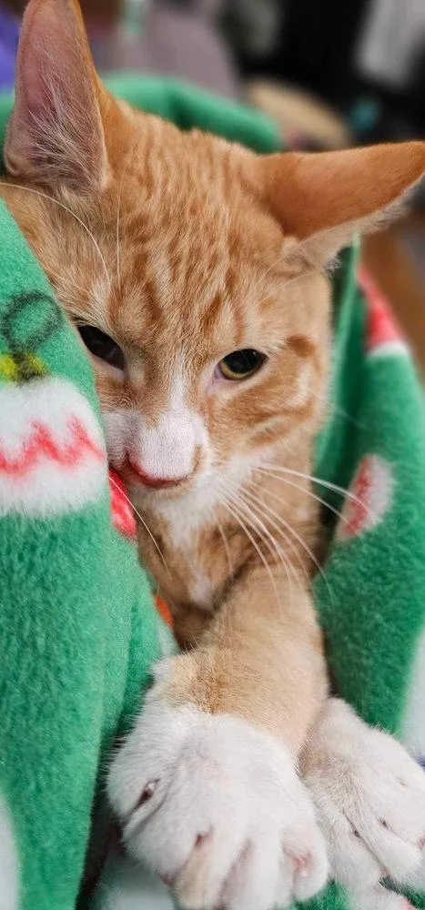 A young medium-sized female Orange & White Domestic Short Hair cat named Biscuit for adoption in Chicago, IL