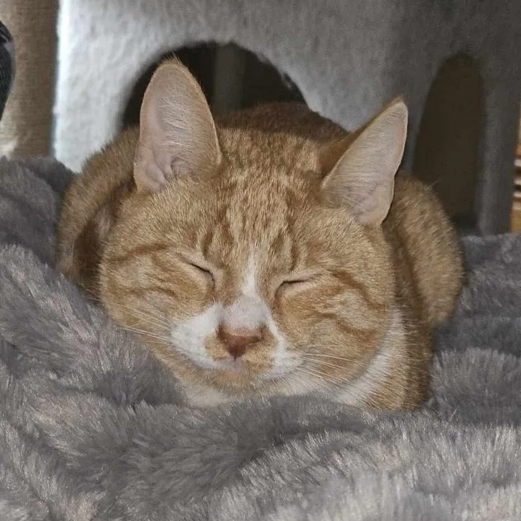 Biscuit thumbnail 2