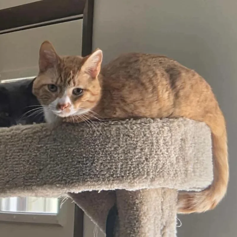Biscuit thumbnail 3