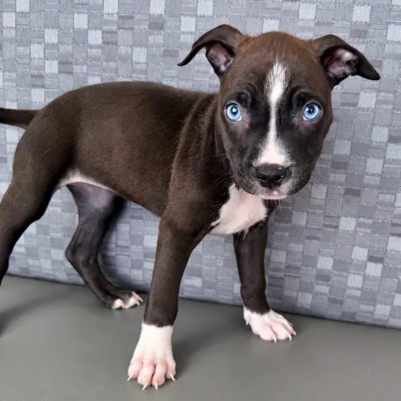 A baby medium-sized female Mixed Breed dog named Piglet for adoption in Henderson, NV