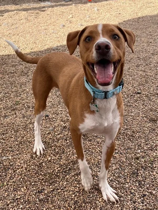 An adult medium-sized male Yellow / Tan / Blond / Fawn Mixed Breed dog named Jolly Rancher for adoption in Fort Collins, CO